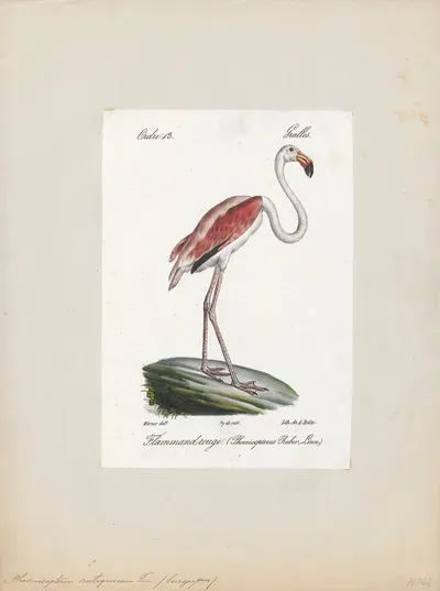 Phoenicopterus antiquorum (1842–1848).