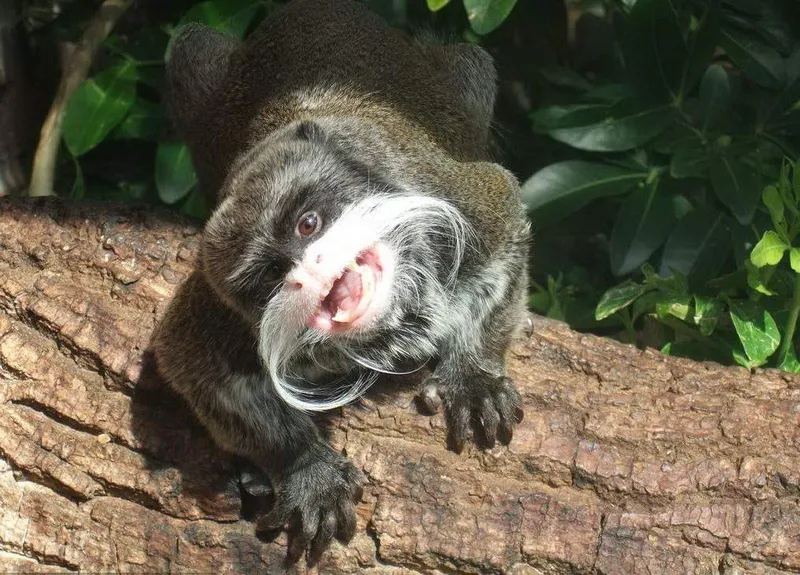 Лапы Saguinus imperator.