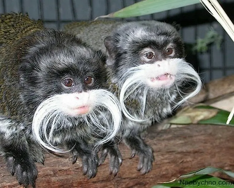 Пара характерных Saguinus imperator.