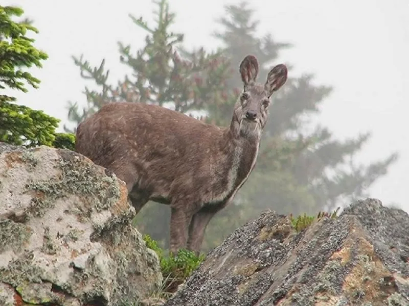 Житель горной тайги.
