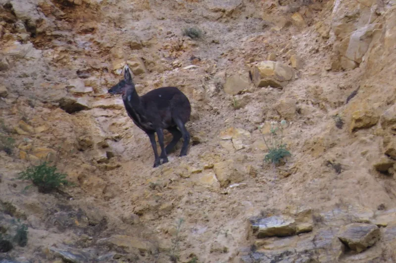 Кабарга на скале.