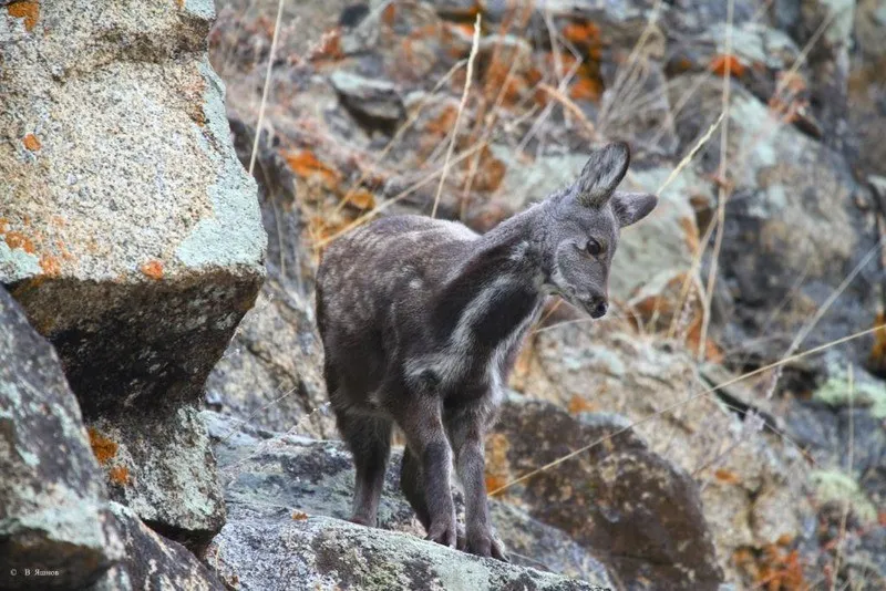 На горном склоне.