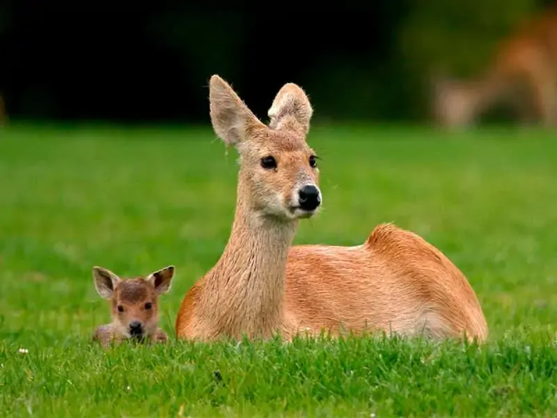 Мать и сеголеток