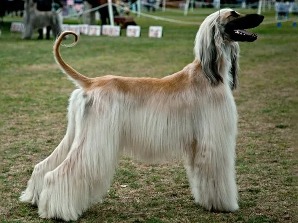 Афганская борзая