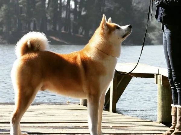 Акита-ину