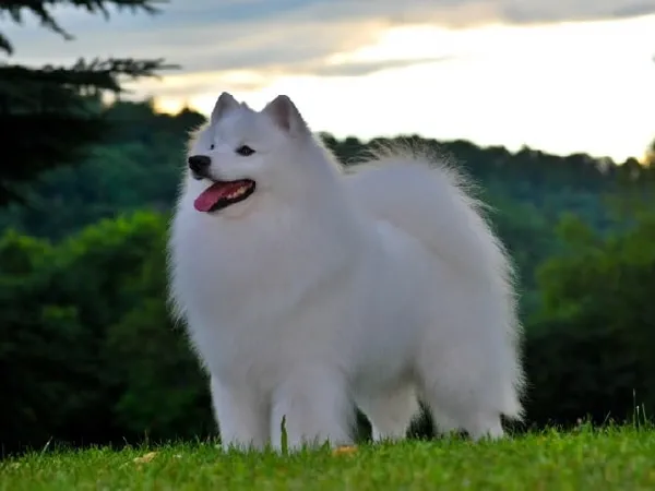 Американский эскимосский шпиц