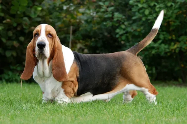 Бассет-хаунд