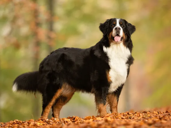 Бернский зенненхунд