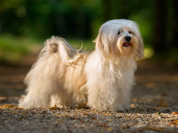 Гаванский бишон