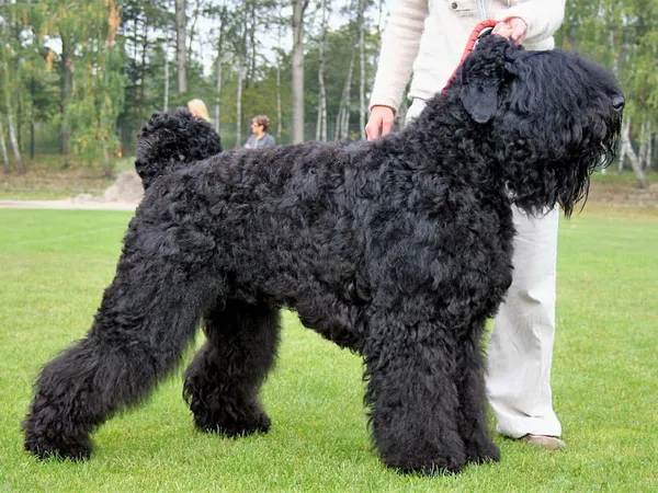 Черный терьер