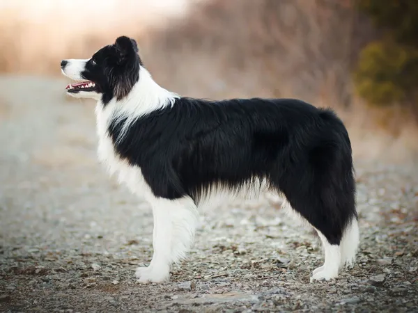 Бордер-колли