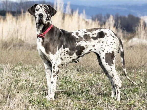 Немецкий дог