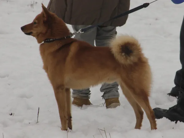 Финский шпиц
