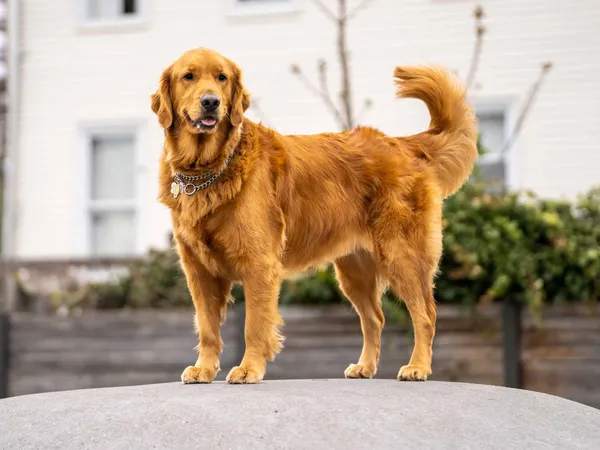 Золотистый ретривер