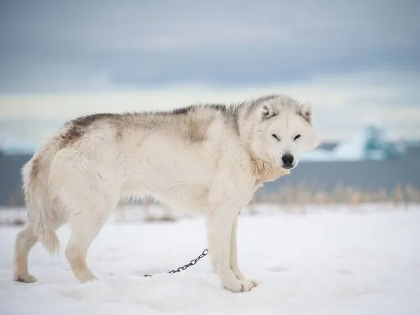 Гренландская собака