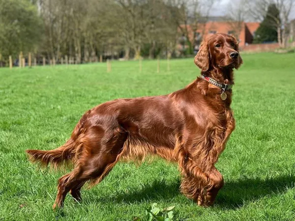 Ирландский красный сеттер