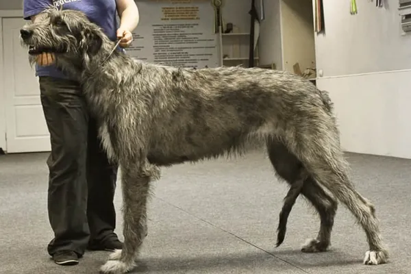 Ирландский волкодав