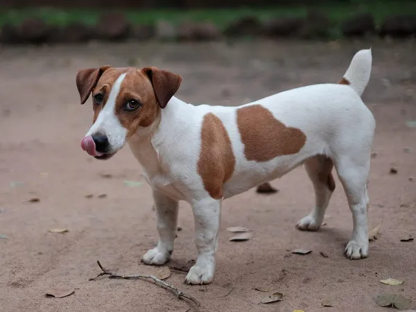 Джек-рассел-терьер