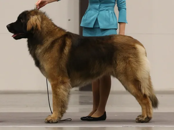 Леонбергер