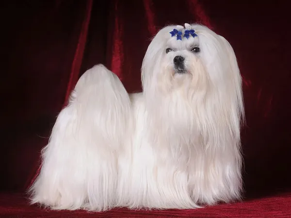 Мальтийская болонка