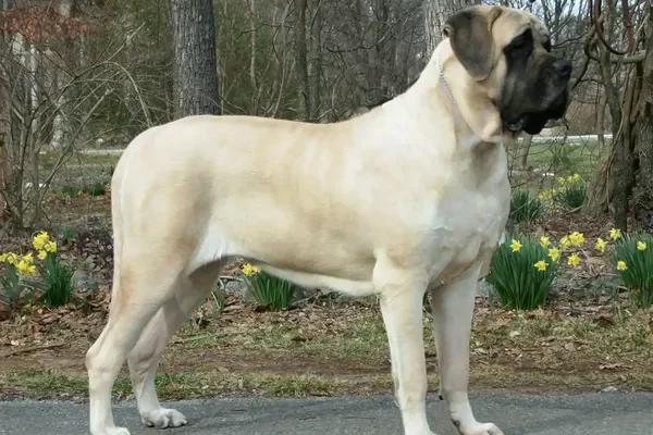 Английский мастиф