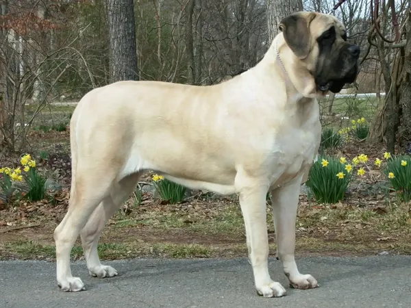 Английский мастиф