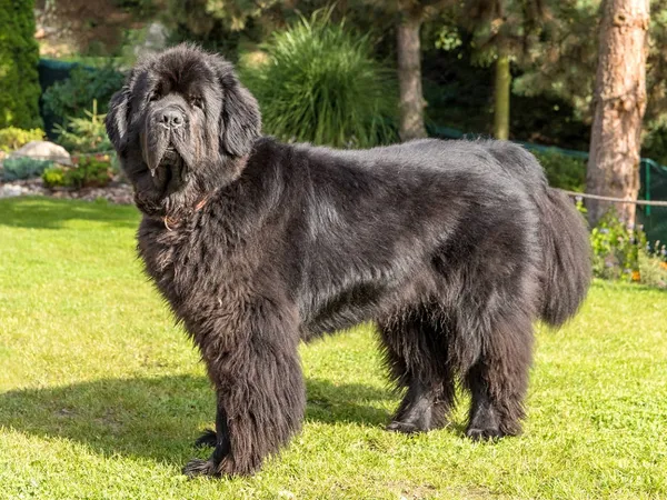 Ньюфаундленд