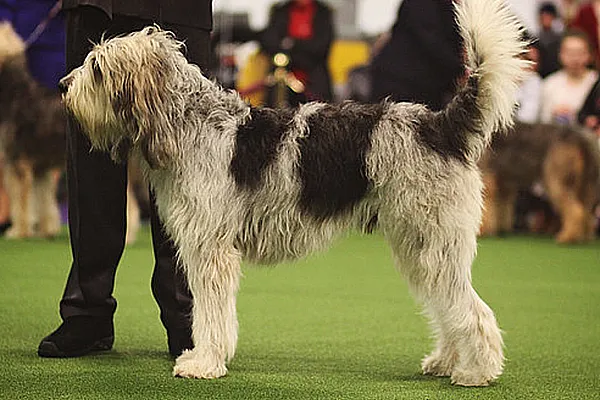 Оттерхаунд