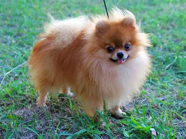 Померанский шпиц