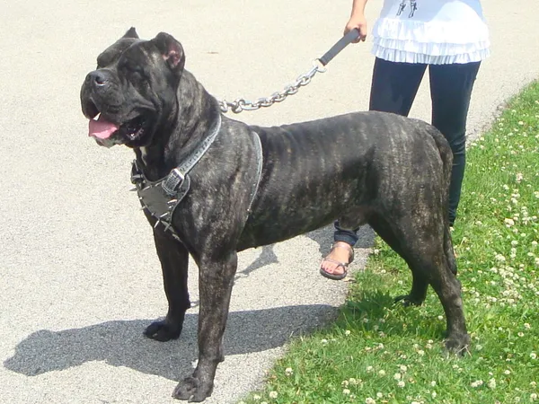 Преса канарио