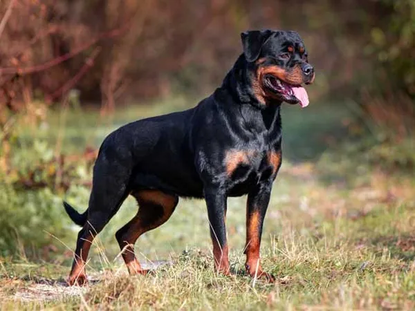 Ротвейлер