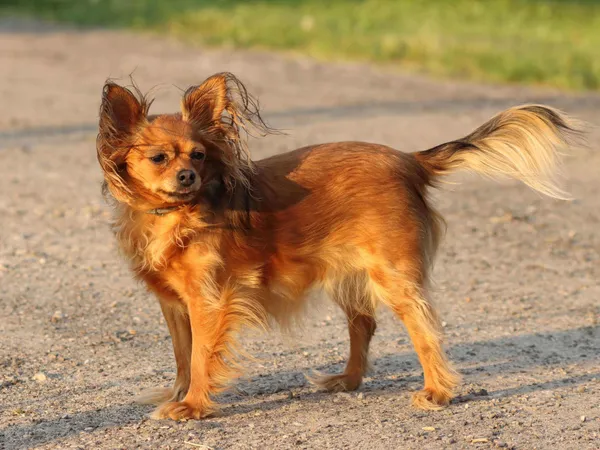 Русский Той-терьер