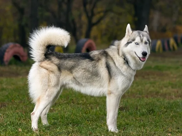 Сибирский хаски