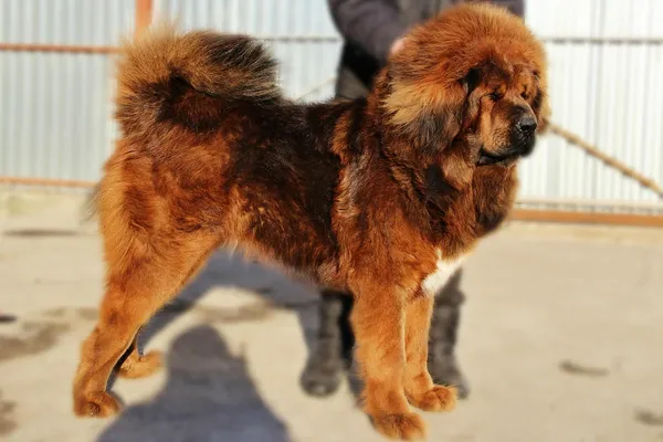 Тибетский мастиф