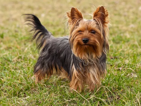 Йоркширский терьер