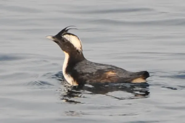 Synthliboramphus wumizusume