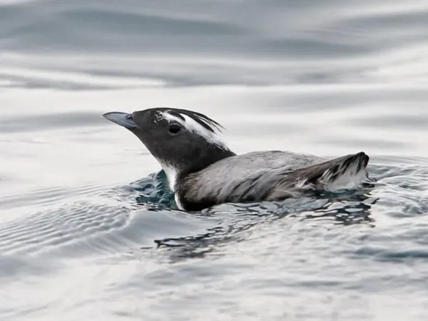 Хохлатый старик