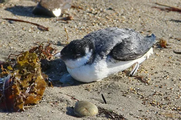 Synthliboramphus wumizusume