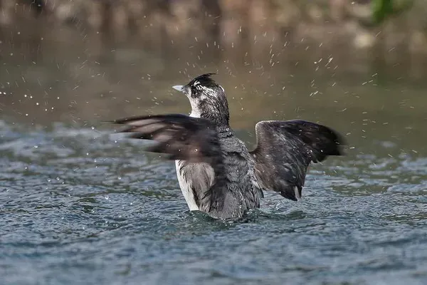 Хохлатый старик