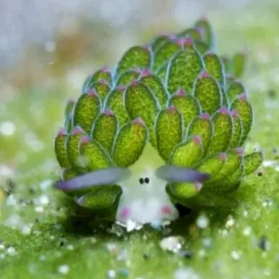 Морская овечка