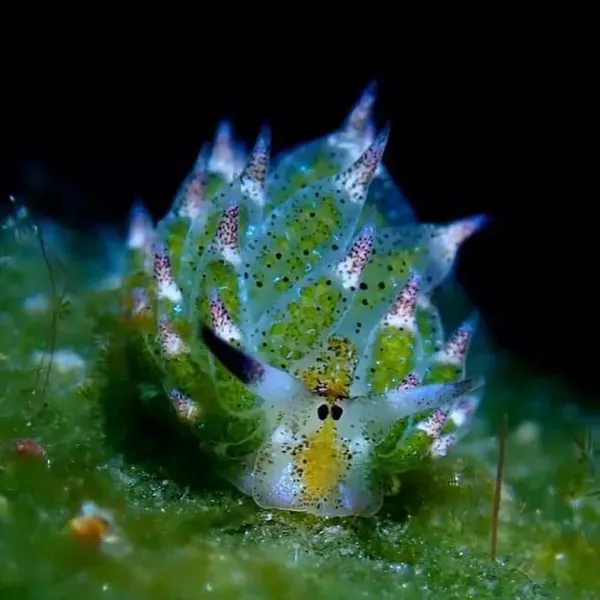 Costasiella kuroshimae крупным планом
