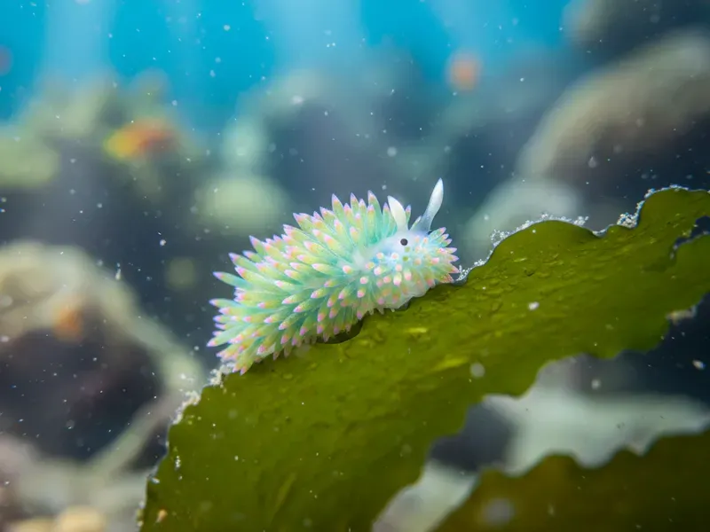 Морская овечка