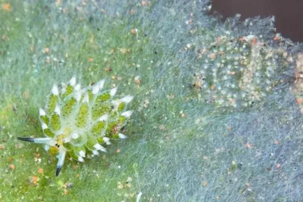 Costasiella kuroshimae отложила икру