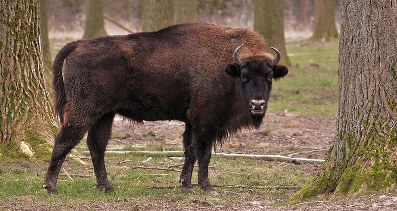 Беловежский зубр (Bison bonasus bonasus)