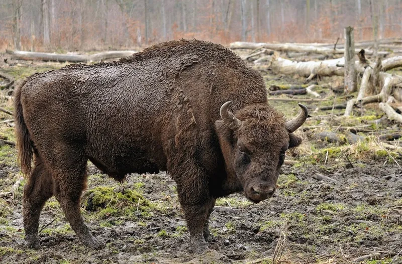 Кавказский зубр (Bison bonasus caucasicus)