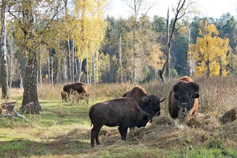 Приокско-Террасный заповедник. Серпухов