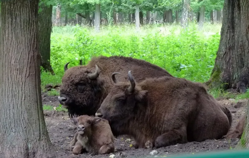 Зубровый заповедник. Серпухов