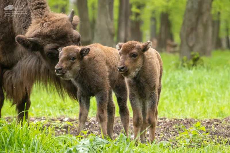 Приокско-Террасный заповедник. Телята с мамой