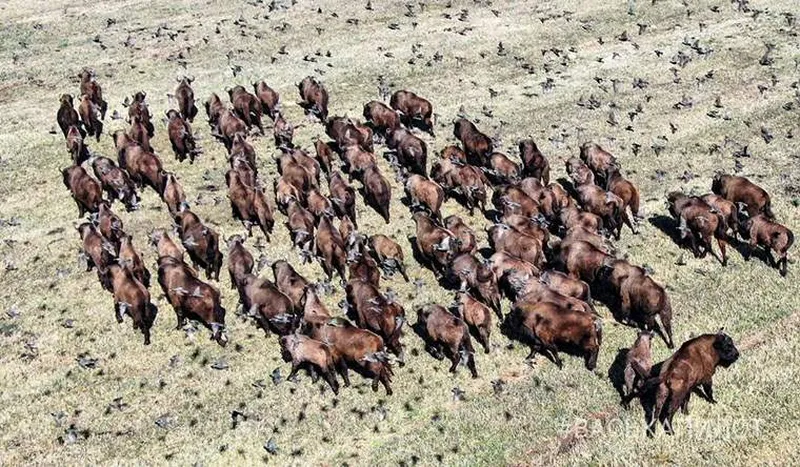 Стадо зубров под Воложином