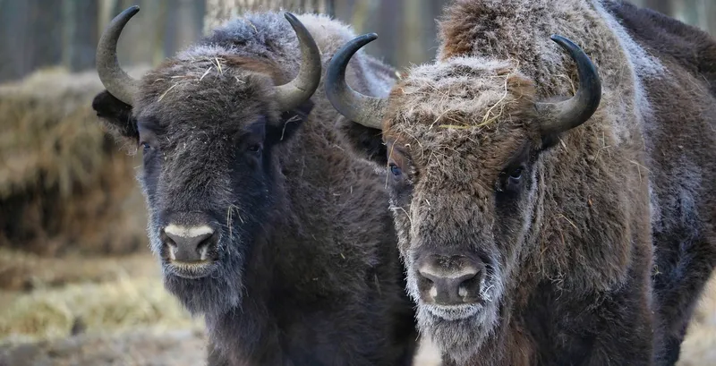 Мордовский заповедник